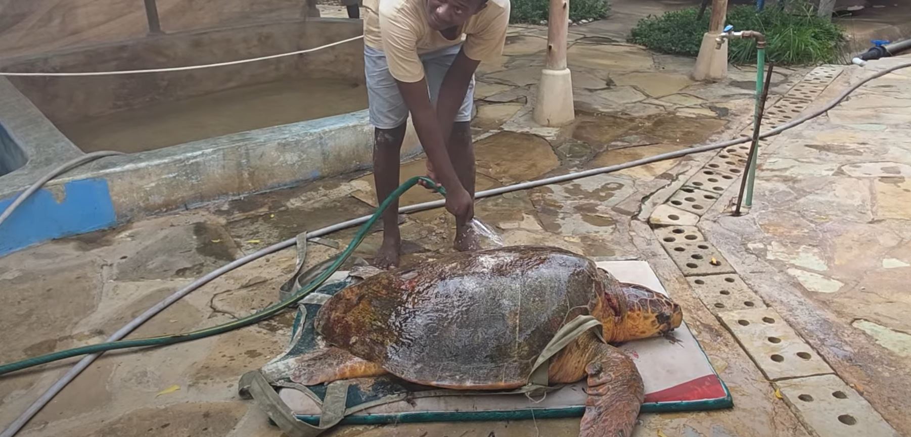 soobluu steunt de zeeschildpad en haar leefomgeving