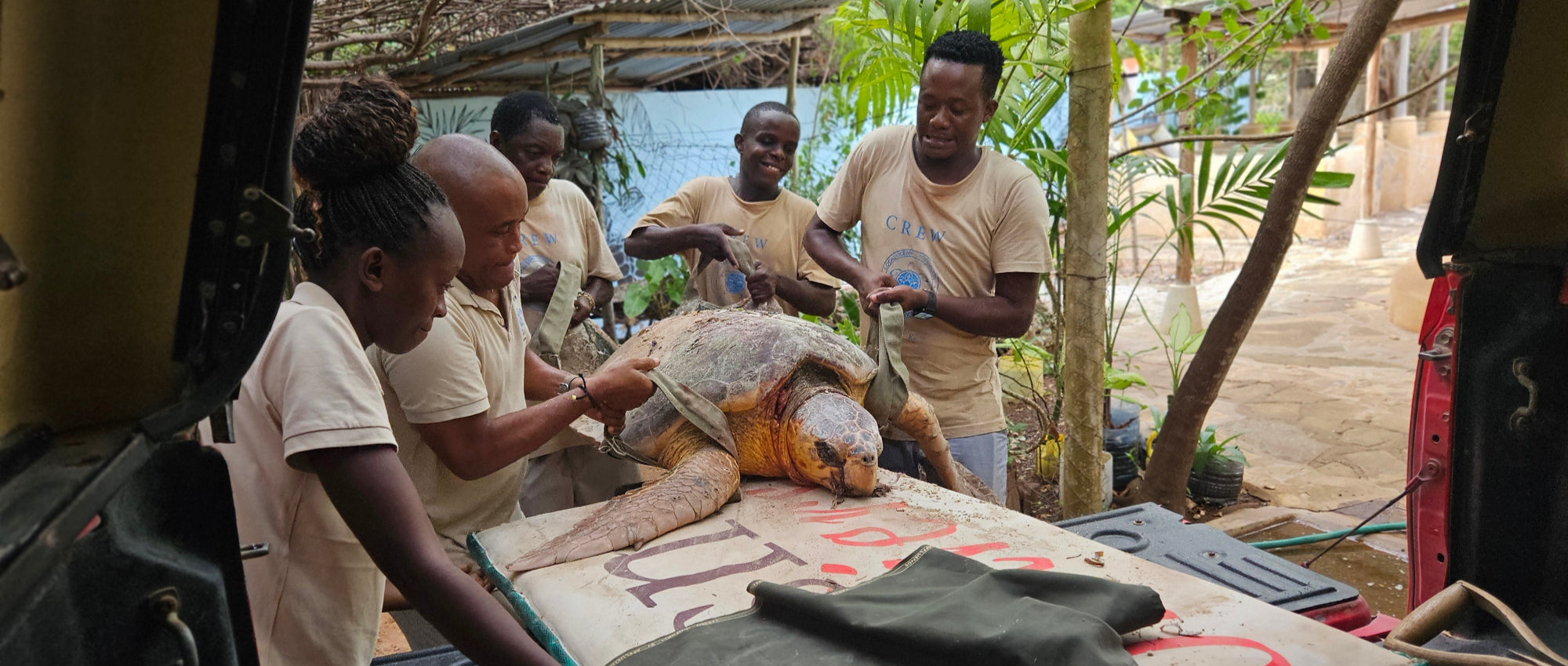 soobluu steunt local ocean conservation - redding zeeschildpad